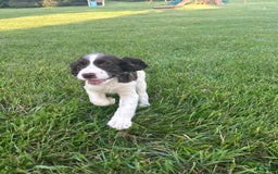 English Springer Spaniel dogs for sale: Sadie - Image 1