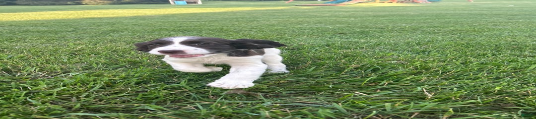 Sadie