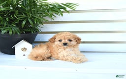 Bichpoo dogs for sale: Jasper - Image 1