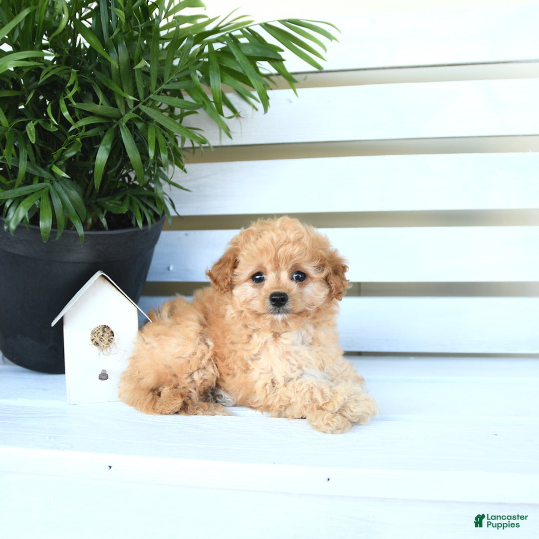 Bichpoo dogs for sale: Jasper - Image 1