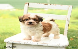 Havanese dogs for sale: Buddy - Image 1