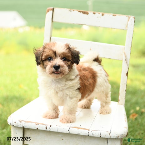Havanese dogs for sale - Ad 4