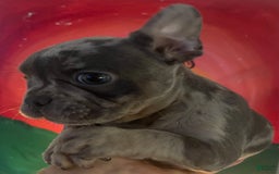 French Bulldog dogs for sale: Luna - Image 9