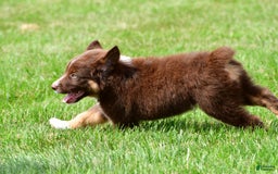 Australian Shepherd dogs for sale: Jax - Image 8