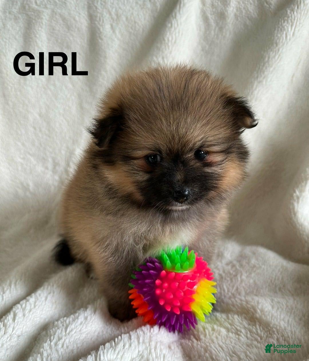Pomeranian dogs for sale: Lucia - Image 1