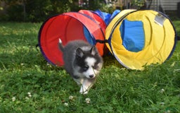 Pomsky dogs for sale: Magneto - Image 8