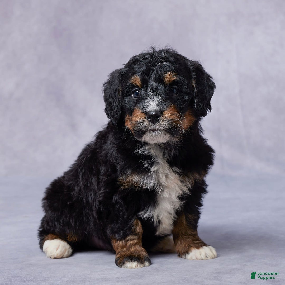 Mini Bernedoodle dogs for sale: Jade - Image 3