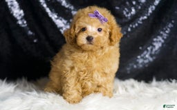 Toy Poodle dogs for sale: Pixie - Image 3