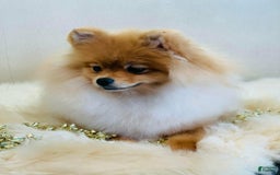 Pomeranian dogs for sale: Stacy - Image 4