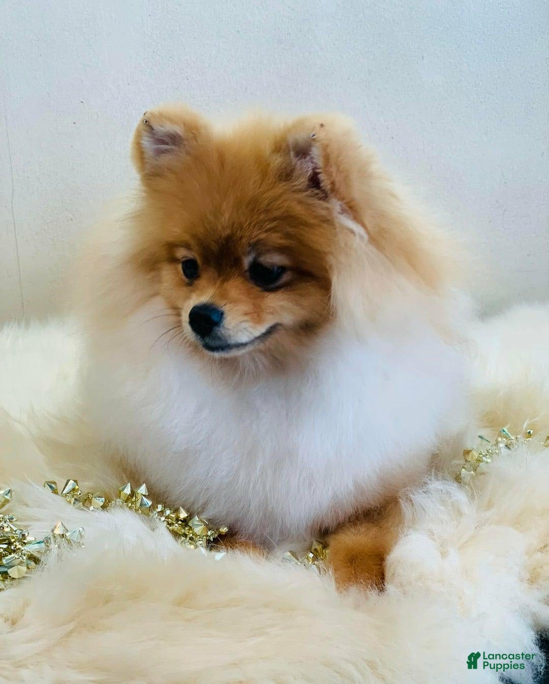 Pomeranian dogs for sale: Stacy - Image 4