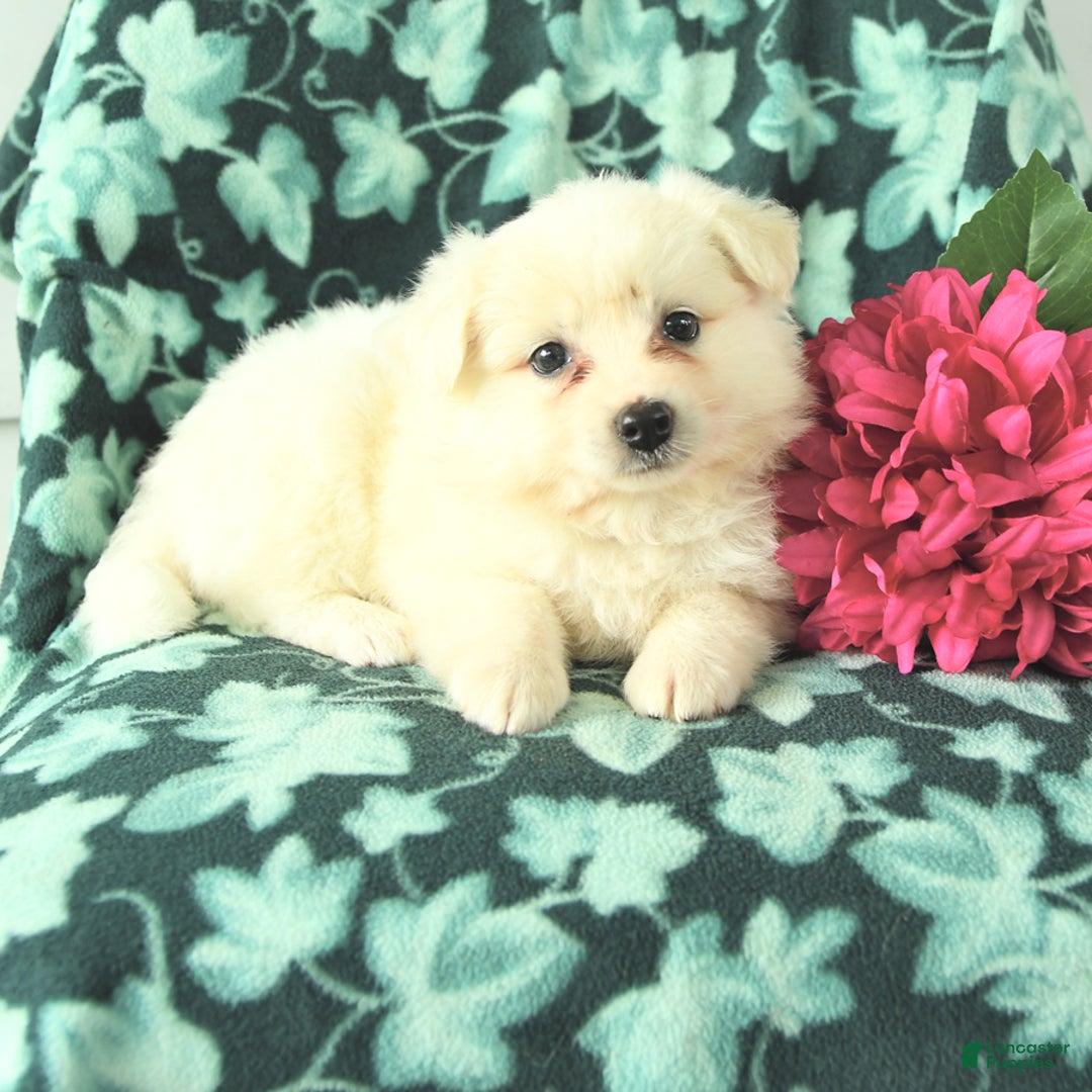 Eskipoo dogs for sale: Saffron - Image 2