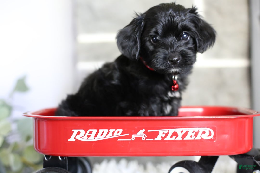 Yorkiepoo dogs for sale: Button - Image 14