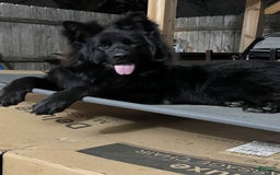 German Shepherd dogs for stud: SIMBA - Image 3