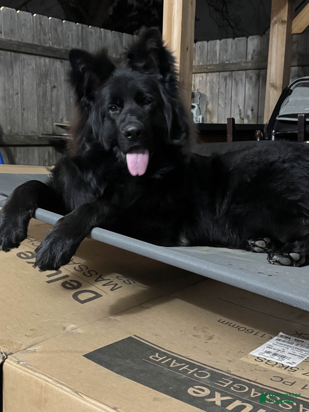 German Shepherd dogs for stud: SIMBA - Image 3