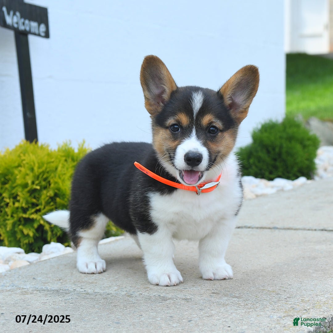 Welsh Corgi Pembroke dogs for sale: Tilly - Image 3
