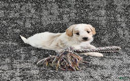 Mini Goldendoodle dogs for sale: Dallas - Image 12