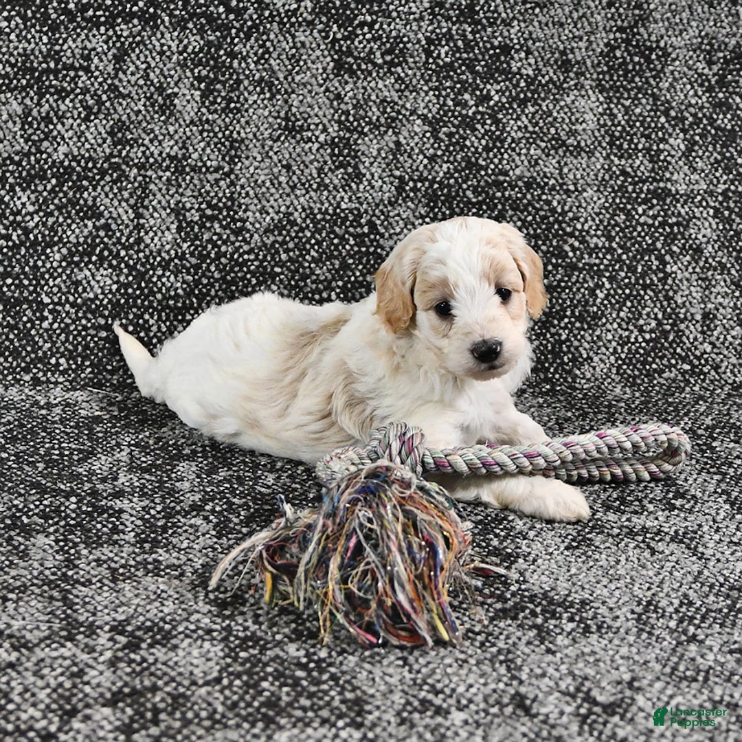 Mini Goldendoodle dogs for sale: Dallas - Image 12
