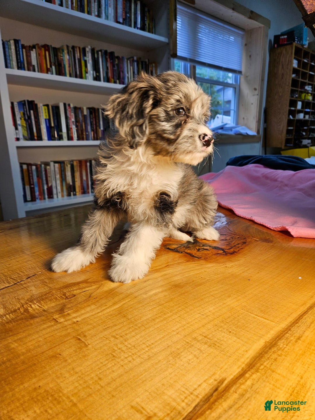 Portuguese Water Dog dogs for sale: Skylar - Image 4