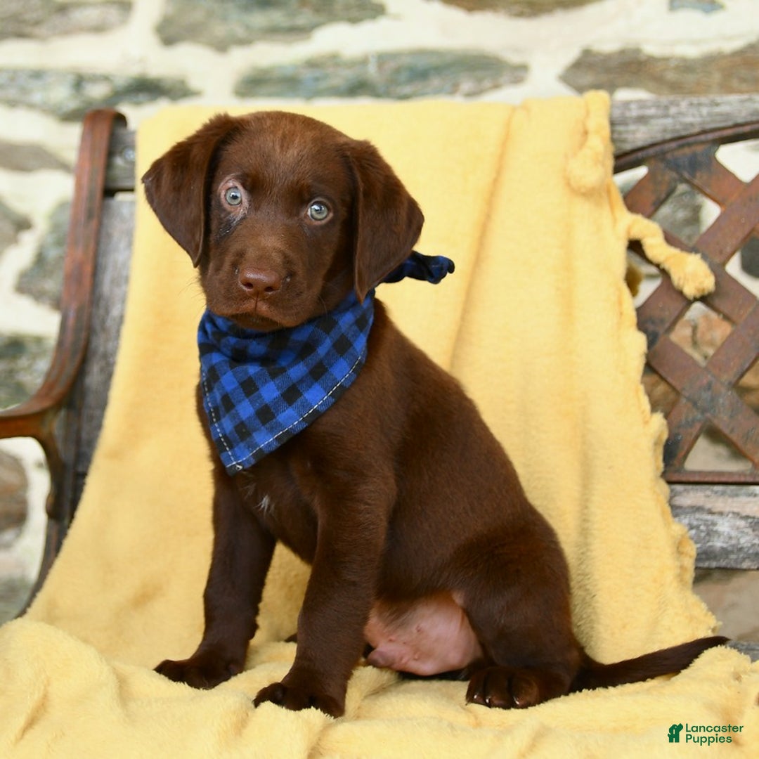 Labrador Retriever dogs for sale: Caleb - Image 3