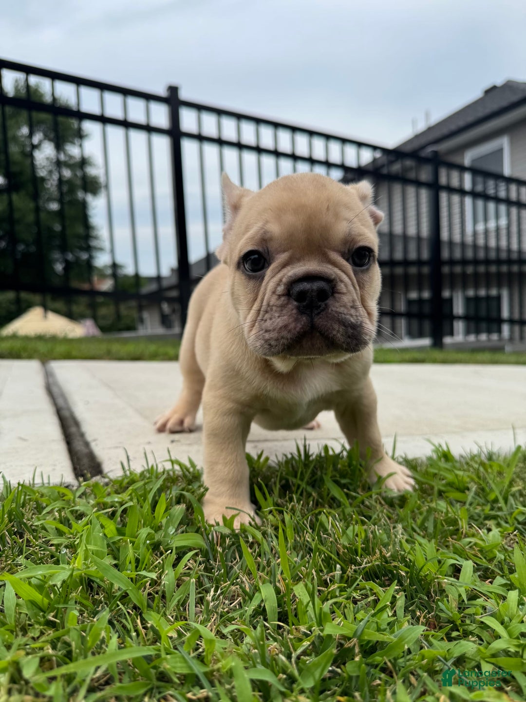 French Bulldog dogs for sale: Rocco - Image 1