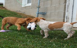 Beagle dogs for sale: Cookie - Image 17