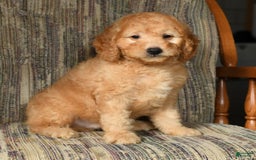 Mini Goldendoodle dogs for sale: Kodak - Image 9
