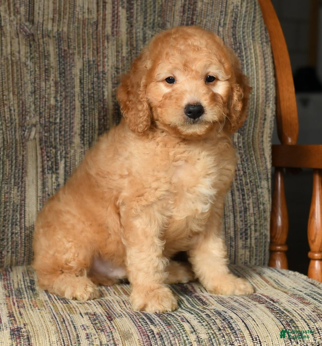 Mini Goldendoodle dogs for sale: Kodak - Image 9