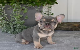 French Bulldog dogs for sale: Millie - Image 5