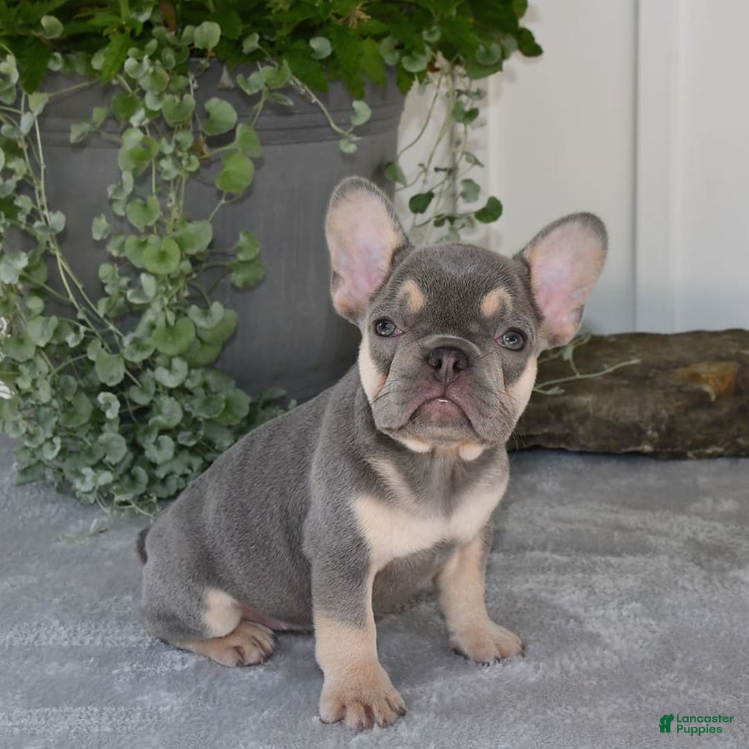 French Bulldog dogs for sale: Millie - Image 5