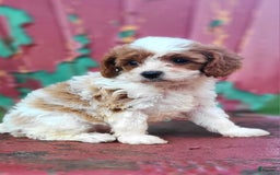 Cavapoo dogs for sale: Justice - Image 1