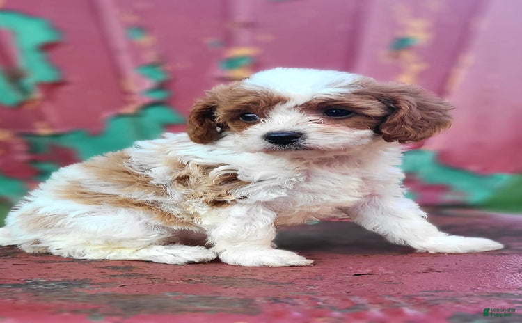 Cavapoo dogs for sale - Ad 2