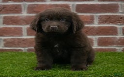 Newfoundland dogs for sale: Molly - Image 6