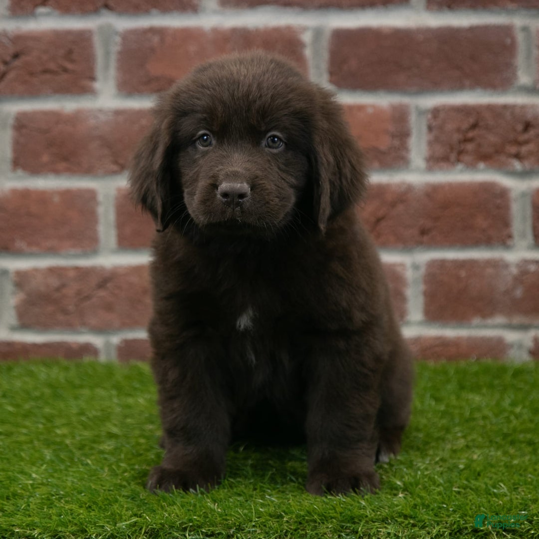 Newfoundland dogs for sale: Molly - Image 6