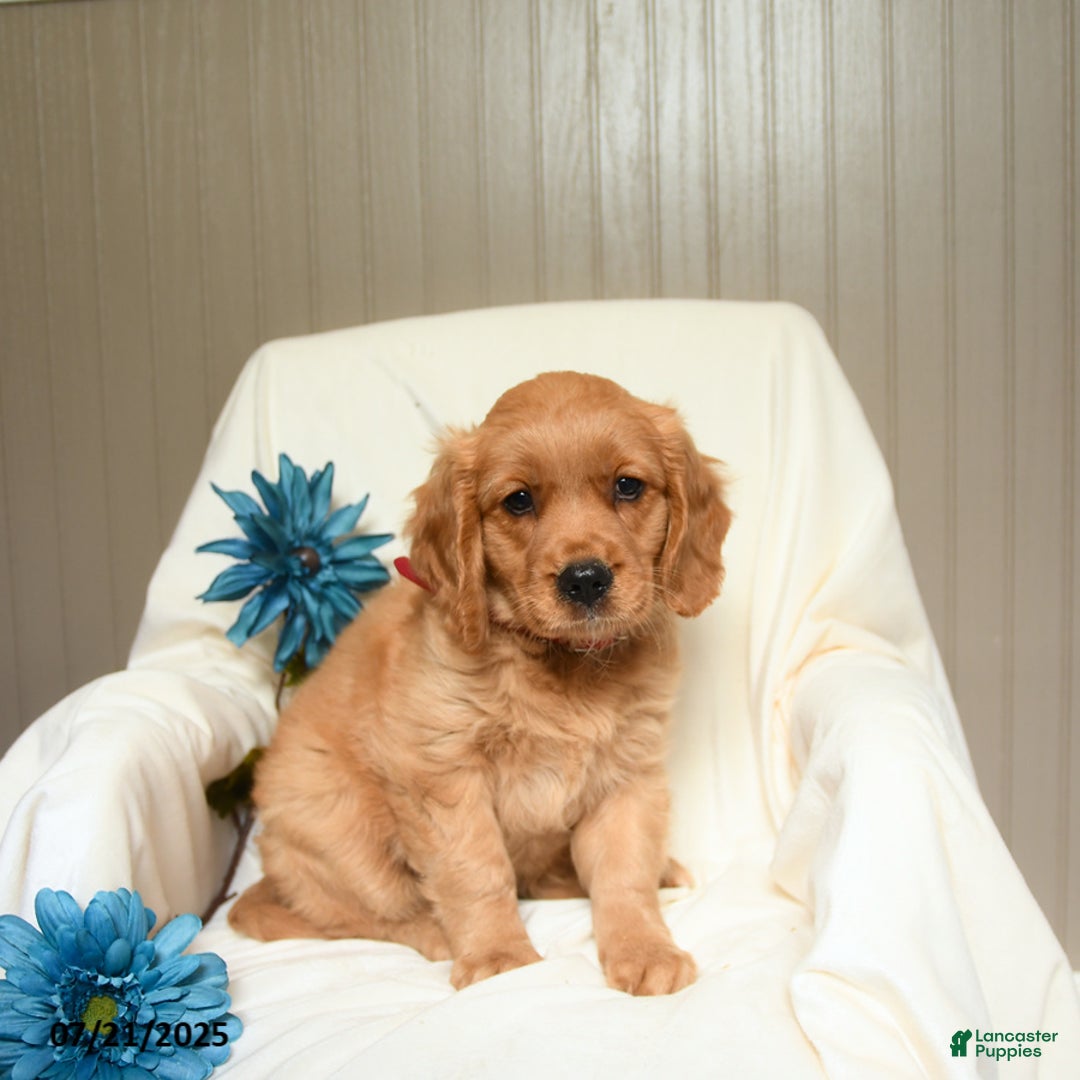 Miniature Golden Retriever dogs for sale: Ronald - Image 2