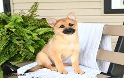 Pomsky dogs for sale: Tricky - Image 8