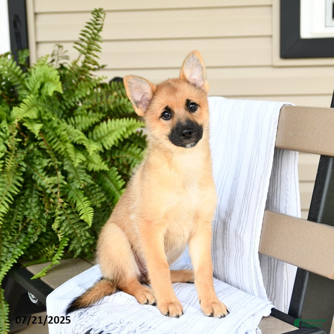Pomsky dogs for sale: Tricky - Image 8