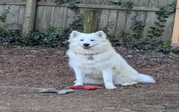 Samoyed dogs for sale: Orange - Image 2