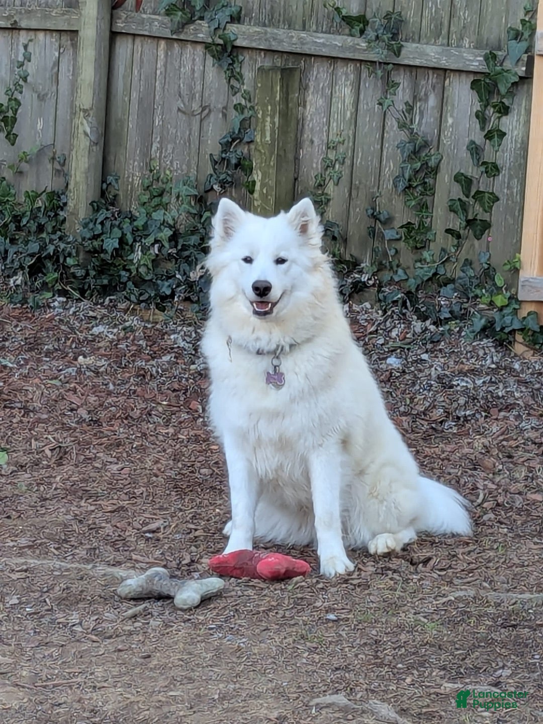 Samoyed dogs for sale: Orange - Image 2