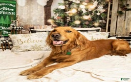 Golden Retriever dogs for sale: Spruce - Image 15