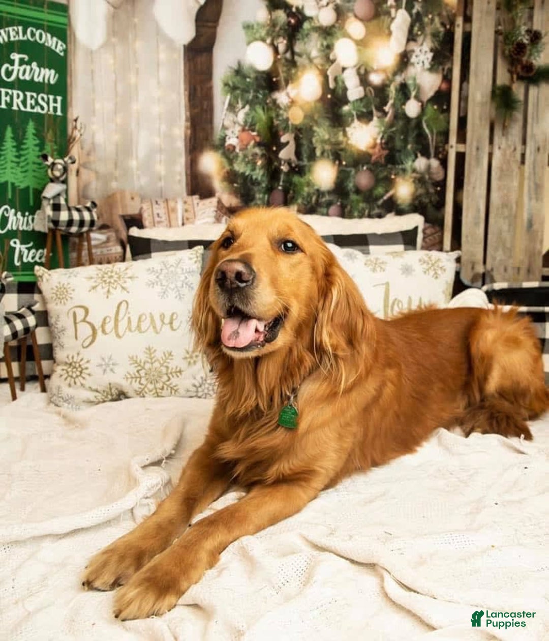 Golden Retriever dogs for sale: Spruce - Image 15