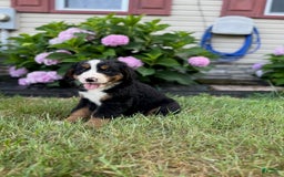 Bernese Mountain Dog dogs for sale: Nacho - Image 2