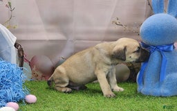 Catahoula Leopard Dog dogs for sale: Goldie 2025 M2 - Image 1