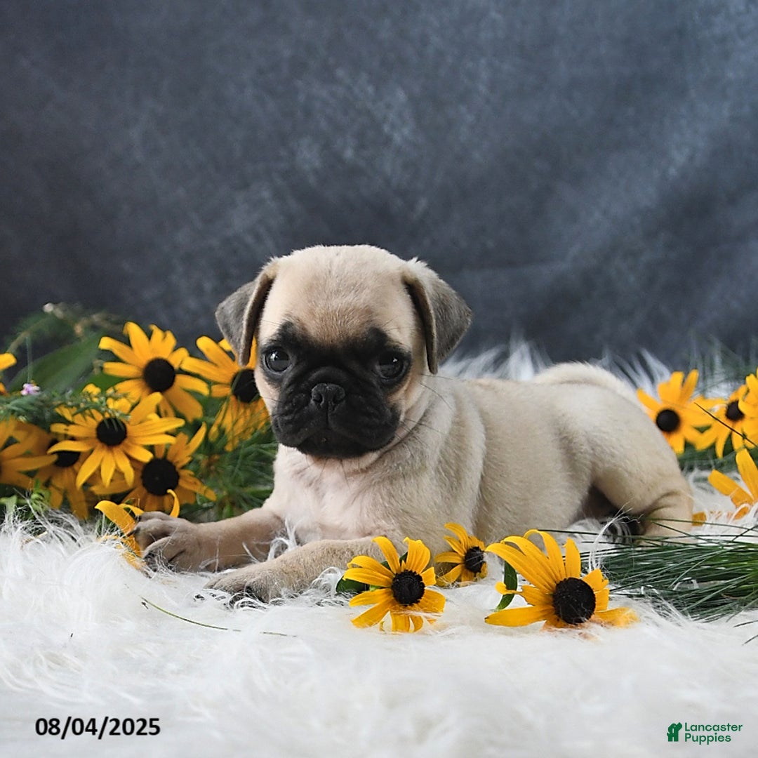 Pug dogs for sale: Tammy - Image 4