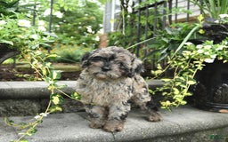 Cavapoo dogs for sale: Remi - Image 3