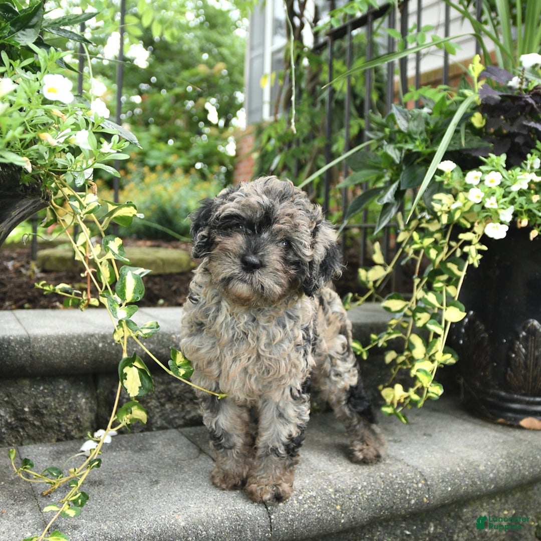 Cavapoo dogs for sale: Remi - Image 3