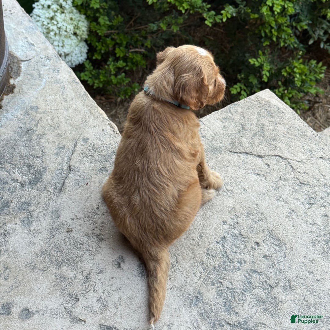 Goldendoodle dogs for sale: Mia - Image 11