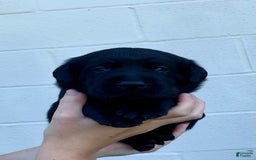 Labrador Retriever dogs for sale: Wyatt - Image 6