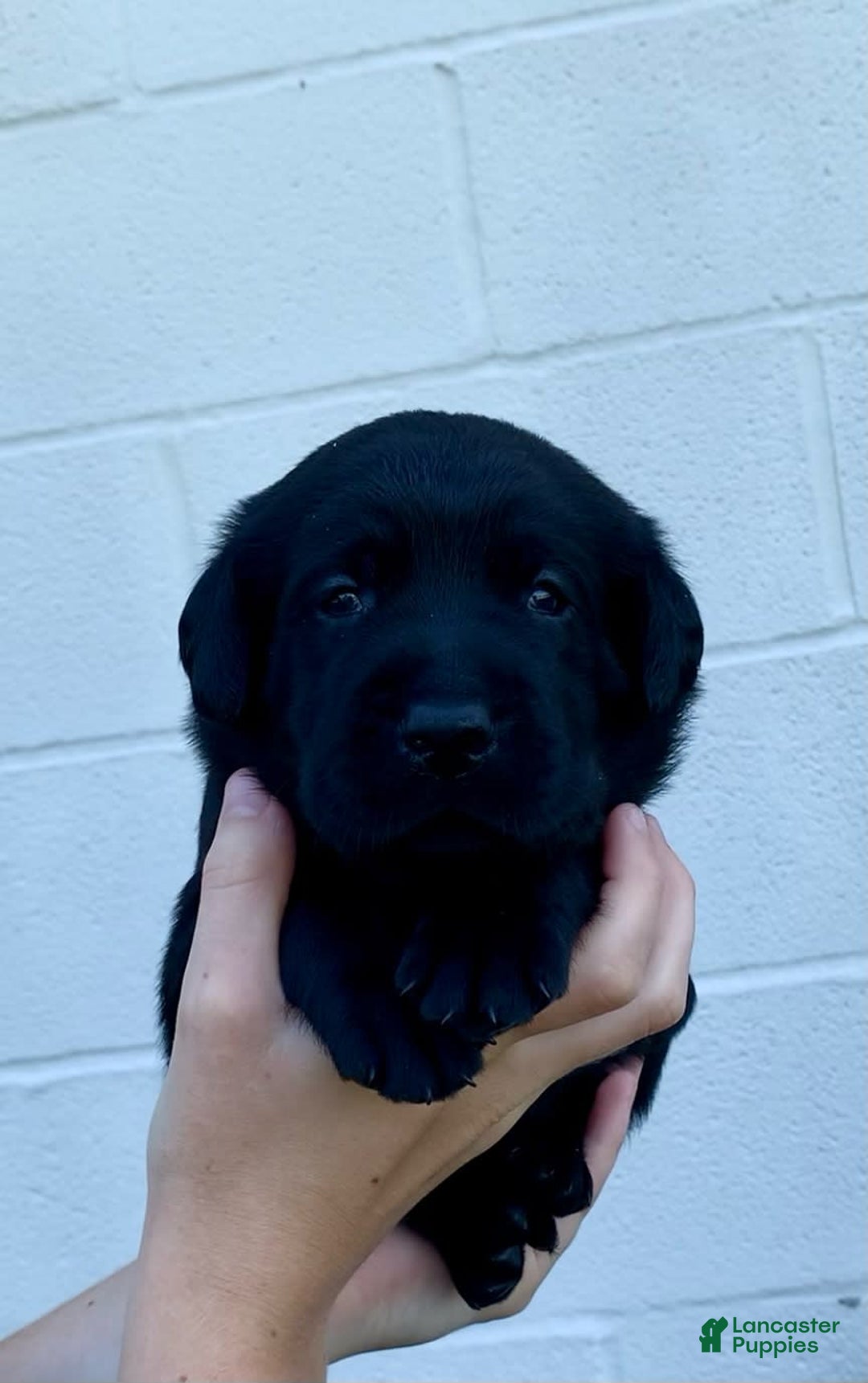 Labrador Retriever dogs for sale: Wyatt - Image 6