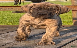 English Mastiff dogs for sale: Zoey - Image 3