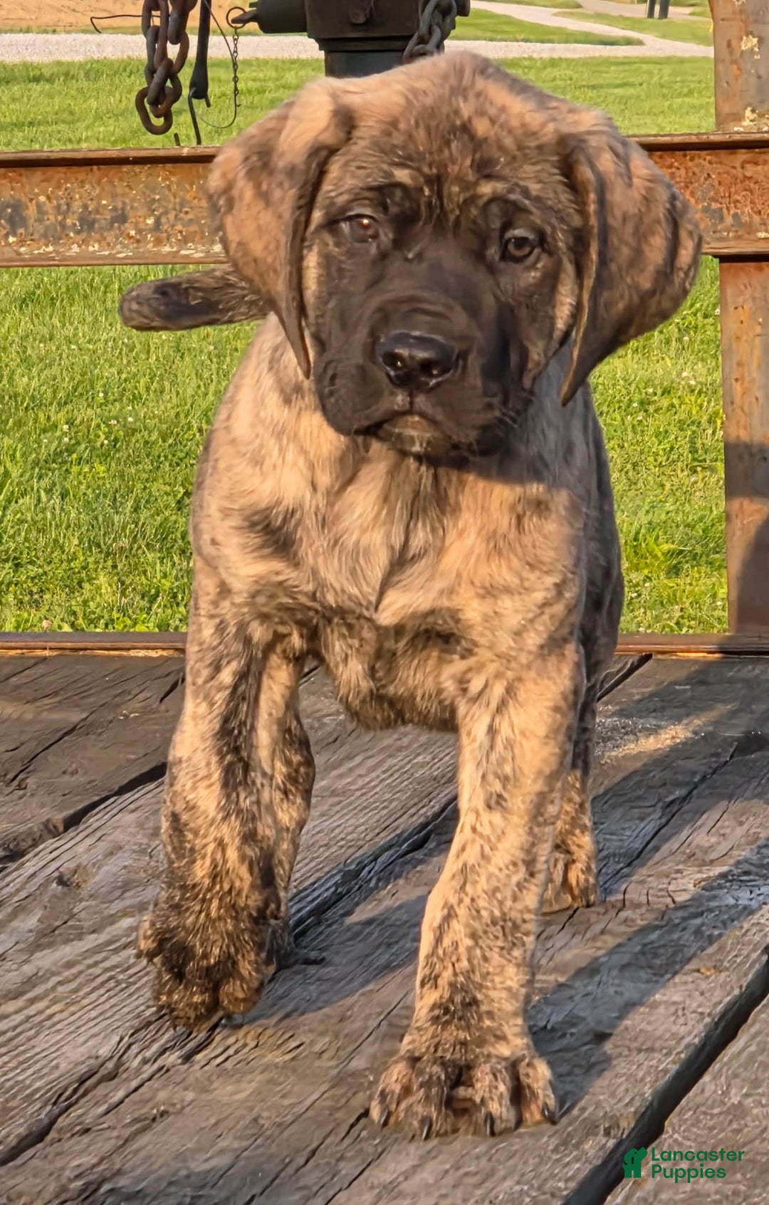 English Mastiff dogs for sale: Zoey - Image 3